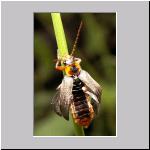 Cantharis thoracica - Weichkaefer 01.jpg